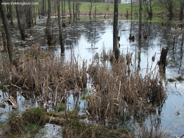 Lacul cu arini