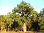 La marginea padurii Mociar Padurea Mociar Reghin