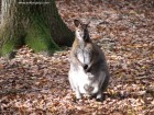 Cangur Zoo Targu Mures