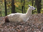 Lama Zoo Targu Mures