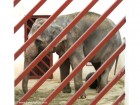 Elefant Zoo Targu Mures