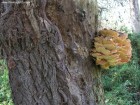 Ciuperca de copac Gornesti