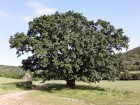 Stejarul din Valea Cozluk Muntii Macinului