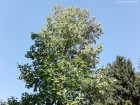 Coroana arborelui lalea Arcalia parc dendrologic