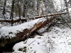 Copacul cazut Podul suspendat nou Cheile Bicajelului Bicajel