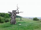 Privire spre oras Reghin stejar singuratic Ziegenwald Padurea Rotunda stejarul
