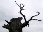 Crengi uscate Reghin stejar singuratic Ziegenwald Padurea Rotunda stejarul