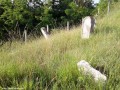 Iarba crescuta Bogata cimitir evreiesc