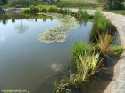 Specii floricole acvatice si palustre Sapientia lac universitate Targu Mures