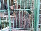 Urs 3 Zoo Piatra Neamt parc zoologic Cozla