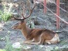 Cerb Zoo Piatra Neamt parc zoologic Cozla