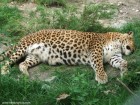 Leopard 2 Zoo Targu Mures