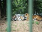 Tigri Zoo Targu Mures