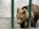 Ursulet Zoo Targu Mures