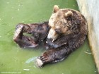 Ursul la distractie Zoo Targu Mures