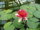 Floare de lotus Casa fluturilor tropicali Praid