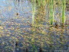 Frunze lac cariera Vacaresti