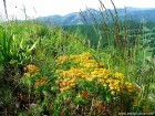 In fundal Piatra Cetii Piatra Craivii Trascau