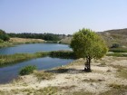 Copacul de pe mal Laguna Albastra Aghiresu