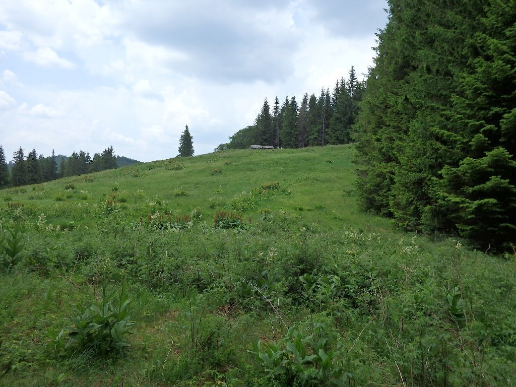 Poiana Gitioana - Muntii Tarcaului