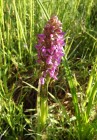 Dactylorhiza incarnata barzava bai orhidee