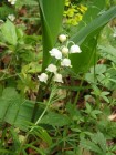 Lacramioare - Convallaria majalis sumuleu