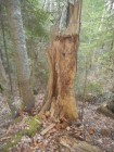 Copacul gresit varful cetatii tusnad